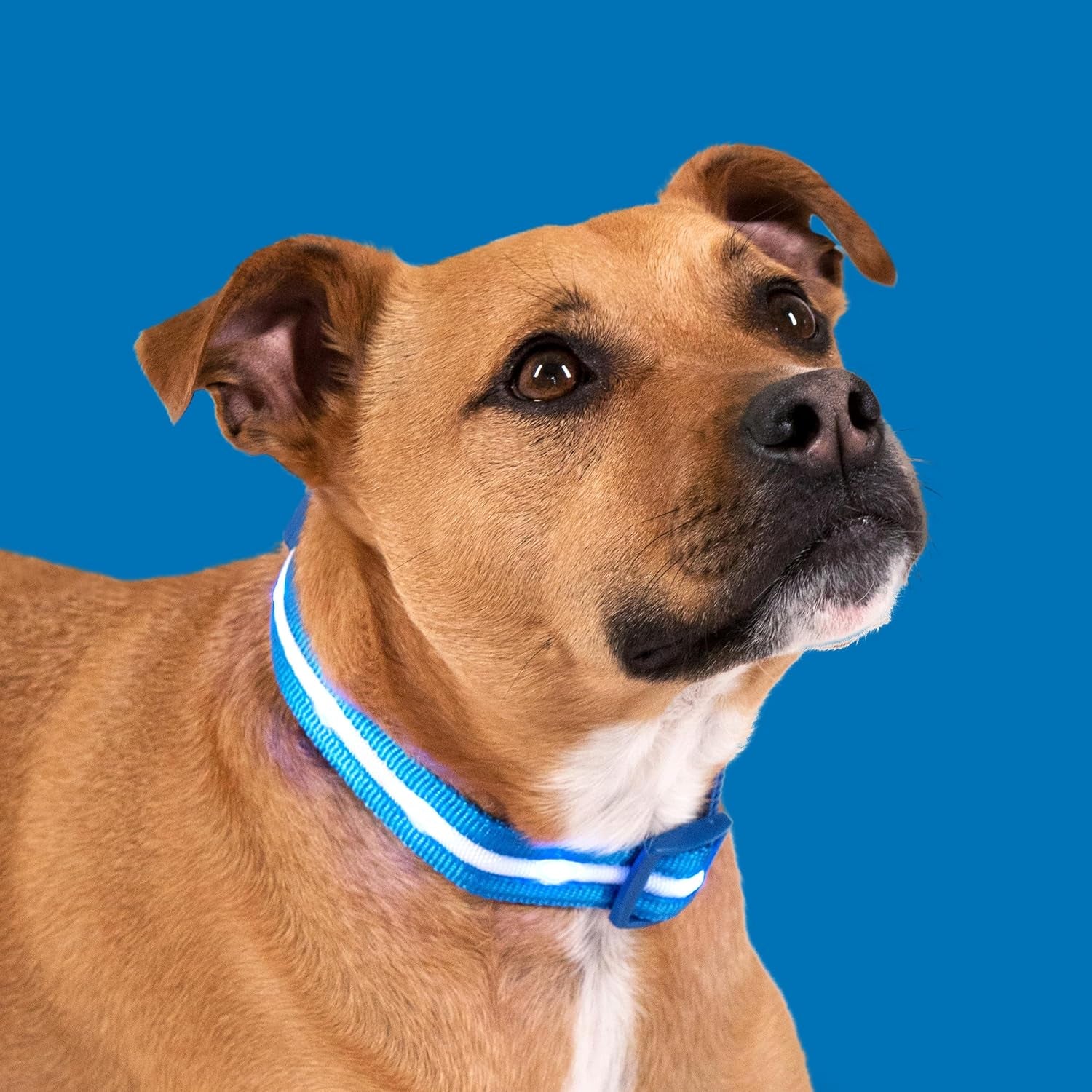 Light up Dog Collar - the Original LED Dog Collar - USB Rechargeable - Waterproof - 1,000 Feet of Visibility - Dog Collar Light for Small, Medium, Large Dogs - US Brand