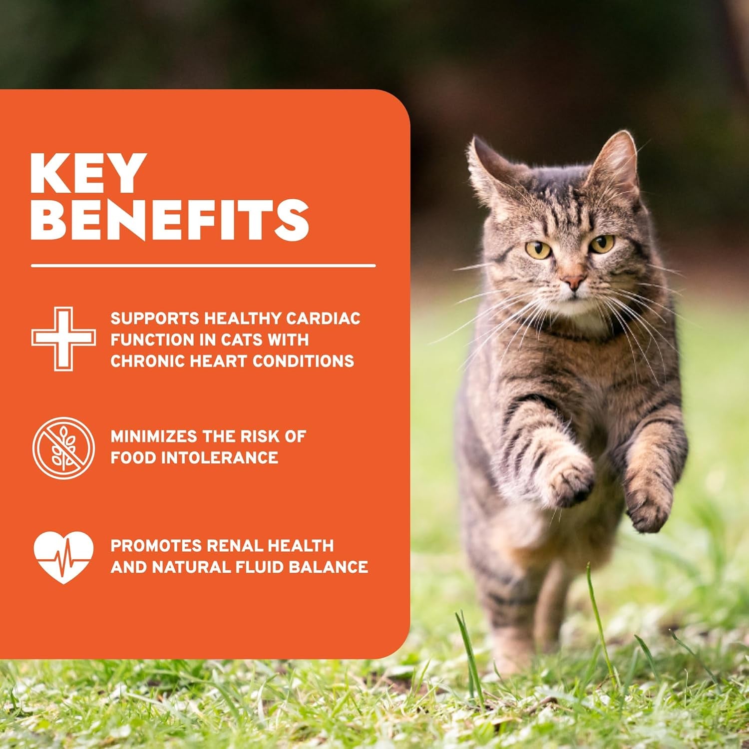 - Cat Food, Vet-Formulated Renal Wet Cat Food, Non GMO, Kidney Care Food with Lamb Flavor, Crafted for Adults, Made in Italy (3.5 Oz, 32 Pack)